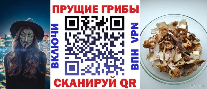 Псилоцибиновые грибы Cubensis Лагань